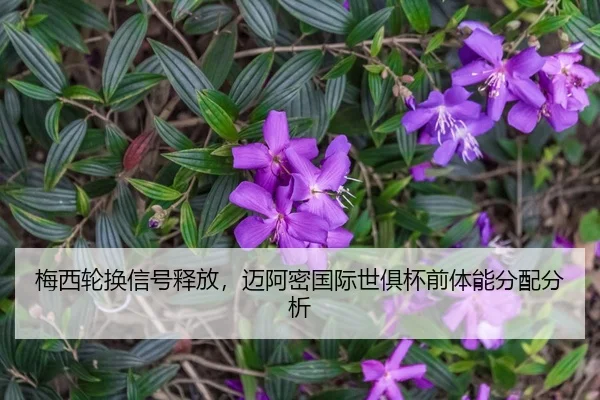 mei-xi-lun-huan-xin-hao-shi-fang-mai-a-mi-guo-ji-shi-ju-bei-qian-ti-neng-fen-pei-fen-xi-2-326.jpg